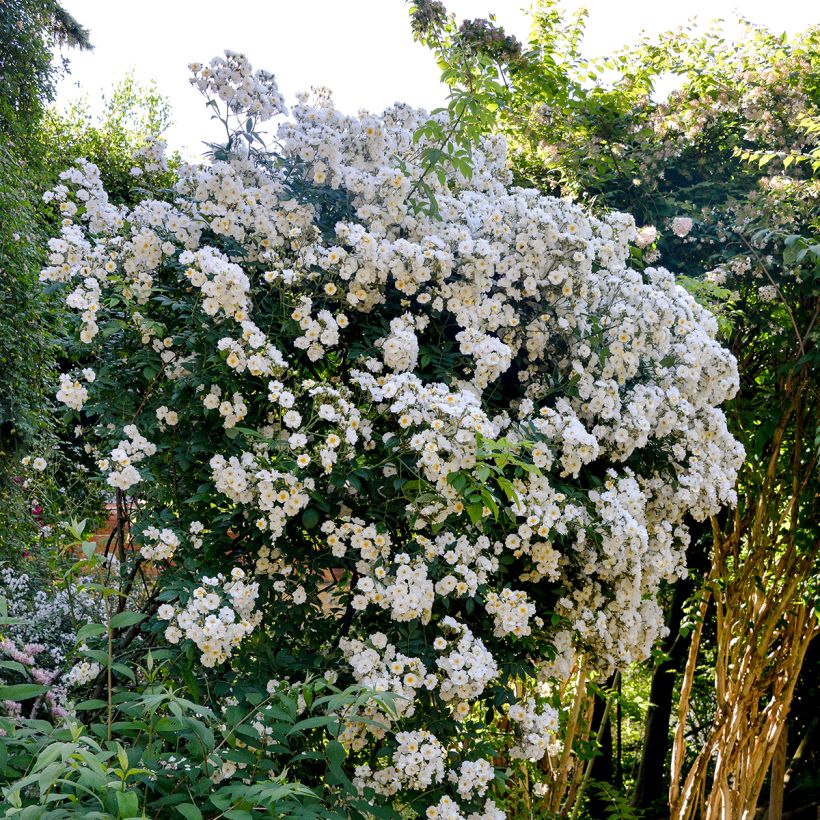 Köynnösruusu Rambling Rector (Kasvutapa)