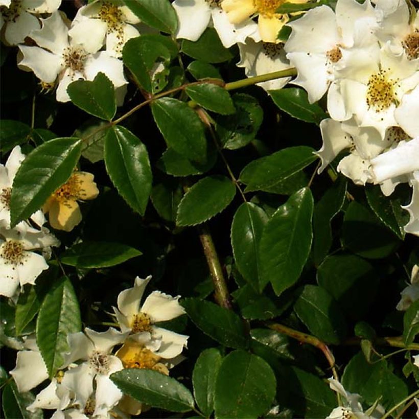 Köynnösruusu Wedding Day (Lehvistö)