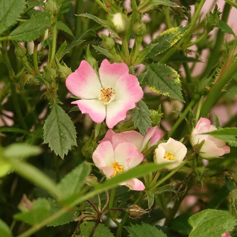 Kääpiöruusu Vega (Kukinta)