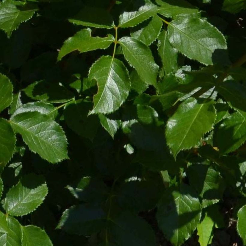 Kääpiöruusu Bordure Rose (Lehvistö)