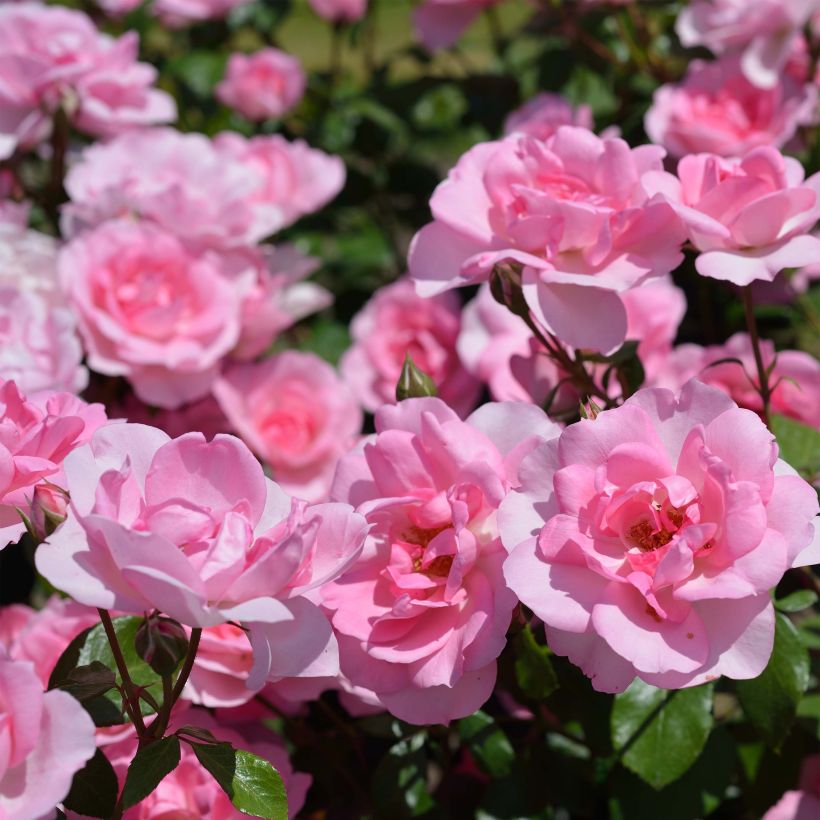 Kääpiöruusu Bordure Rose (Kukinta)