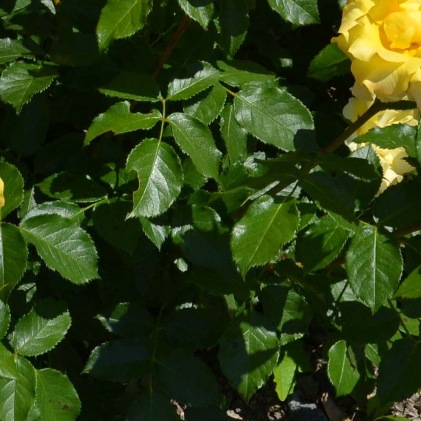 Kääpiöruusu Bordure d'Or (Lehvistö)