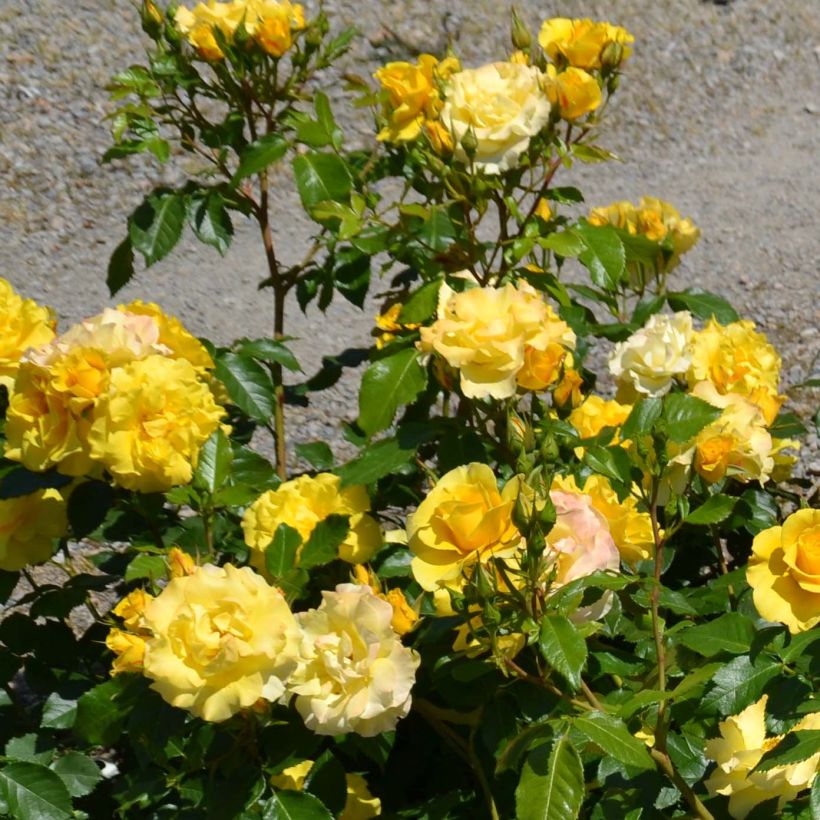 Kääpiöruusu Bordure d'Or (Kukinta)