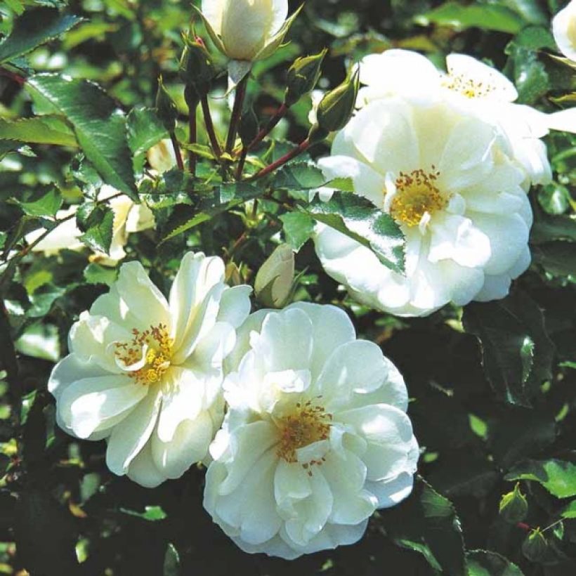 Puistoruusu Décorosiers Opalia (Kukinta)