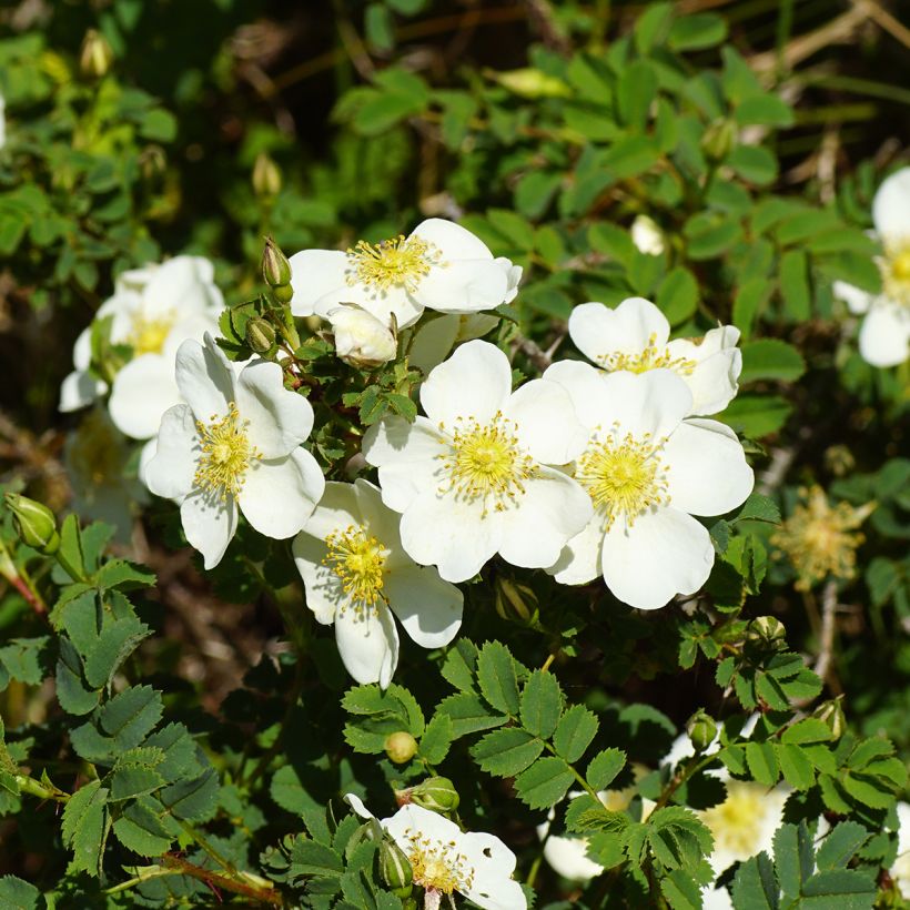 Pimpinellaruusu - Rosa pimpinellifolia (Kukinta)
