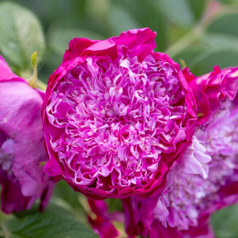 Kurtturuusu Pompom Perfume (Kukinta)