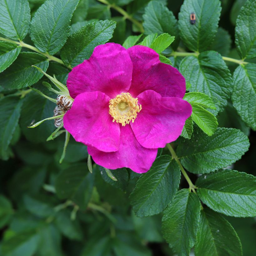 Kurtturuusu - Rosa rugosa (Kukinta)