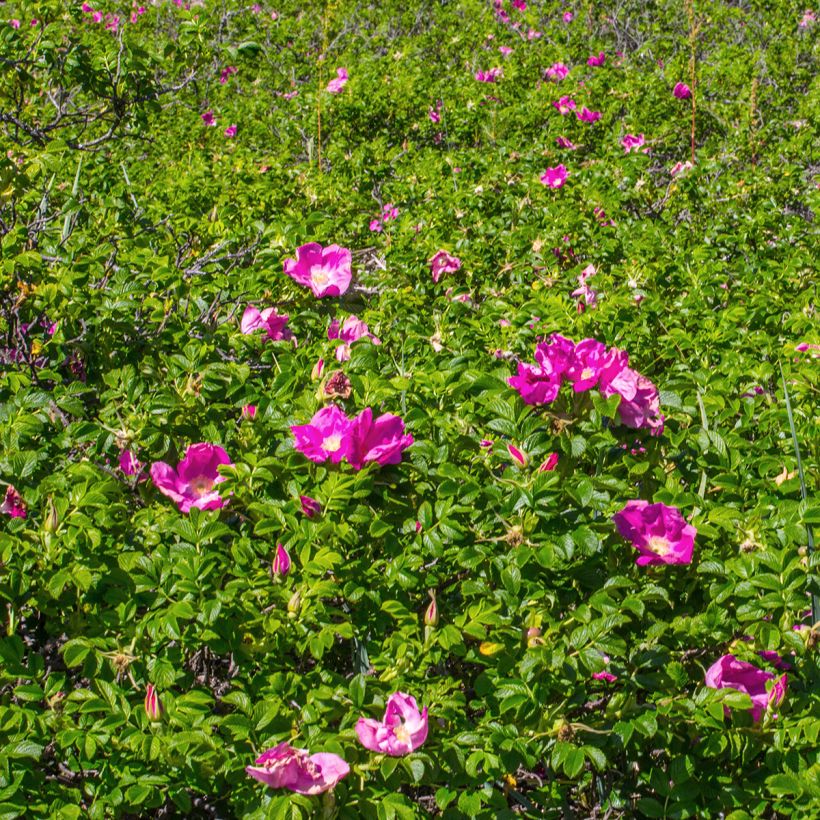 Kurtturuusu - Rosa rugosa (Kasvutapa)