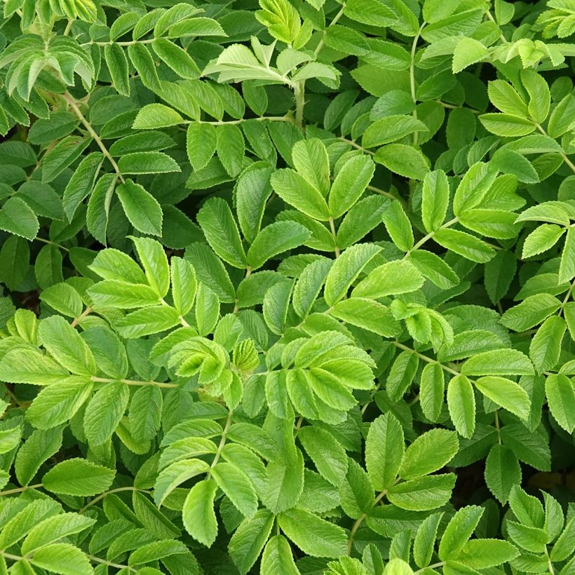 Kurtturuusu - Rosa rugosa (Lehvistö)