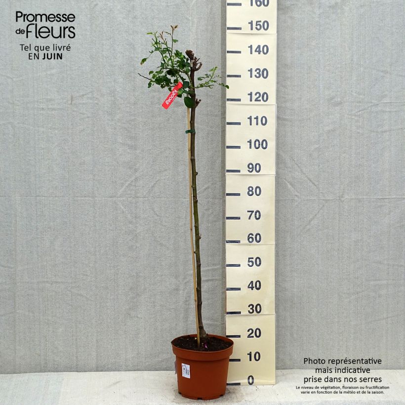 Esimerkki kesällä toimitetusta Runkoruusu Decorosier Kadora 7,5 litran / 10 litran ruukku, Runko-taimesta