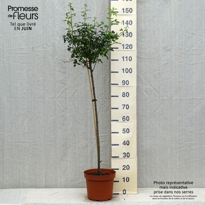 Esimerkki kesällä toimitetusta Rosier tige Toscana Pot de 4L/5L, Tige, Tige de 90/120-taimesta