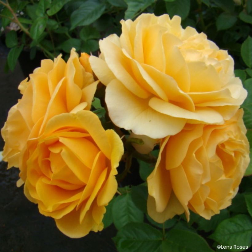 Floribundaruusu Absolutely Fabulous (Kukinta)