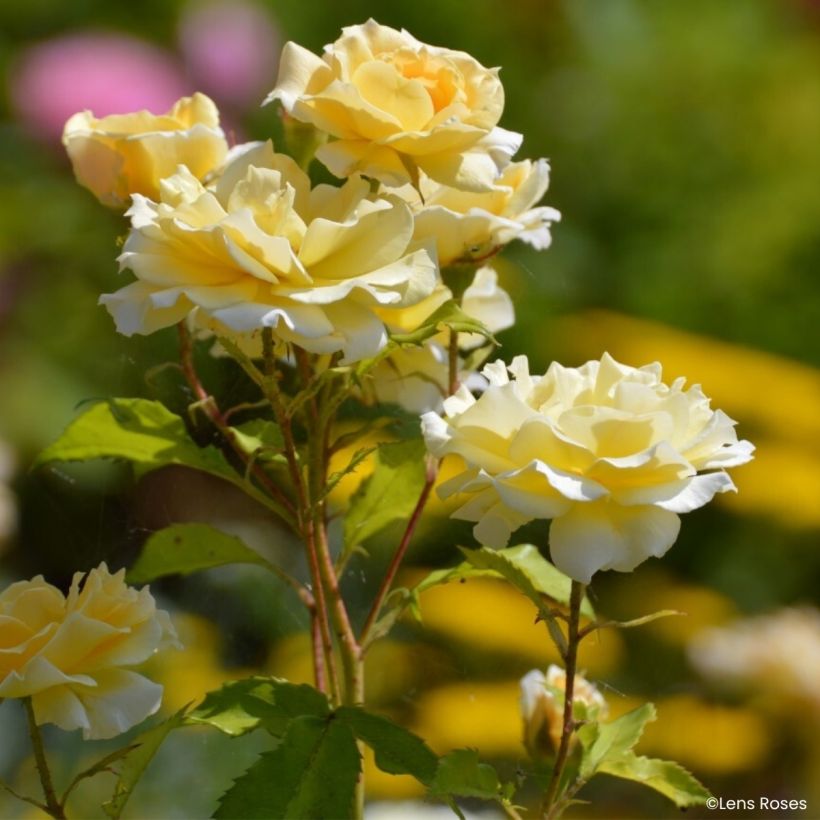 Floribundaruusu ' Lady in Gold (Kukinta)