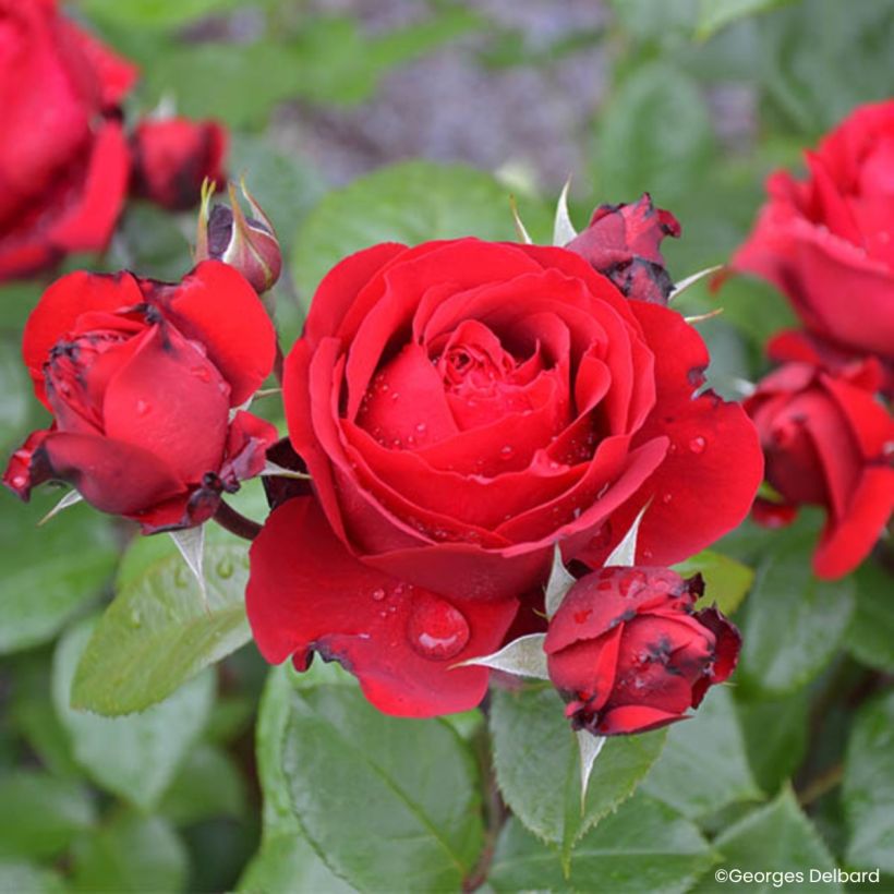 Floribundaruusu Société Nationale d’Horticulture de France (Kukinta)