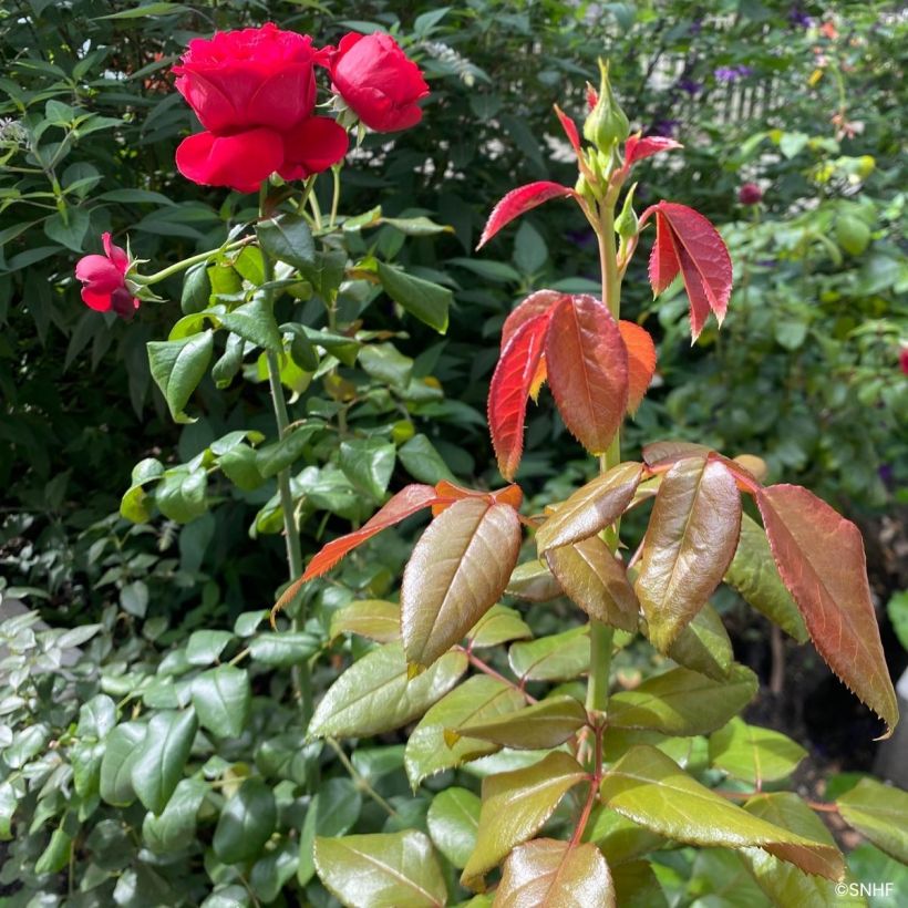 Floribundaruusu Société Nationale d’Horticulture de France (Lehvistö)