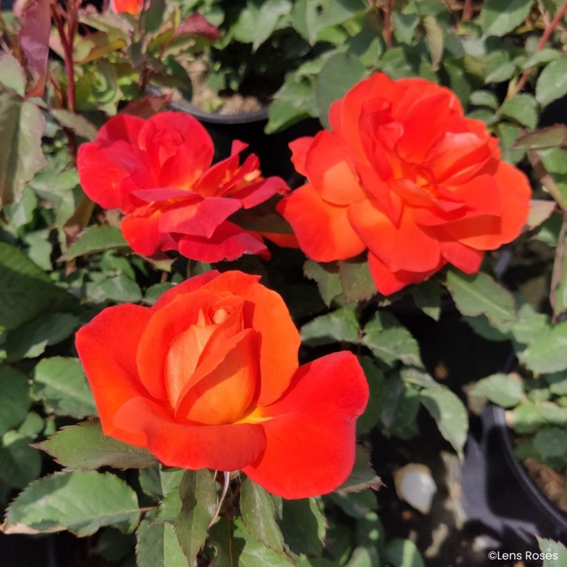 Floribundaruusu Super Trouper (Kukinta)