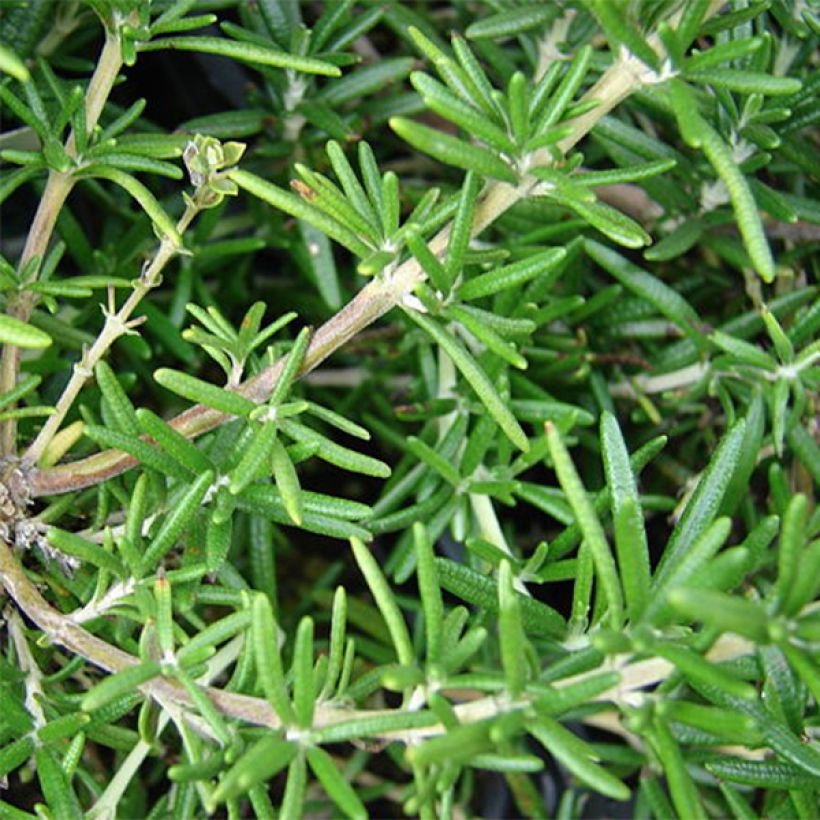 Rosmariini - Rosmarinus officinalis (Lehvistö)