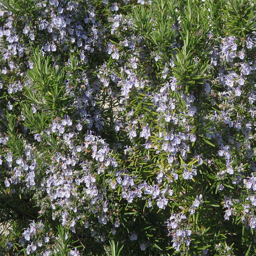 Rosmariini - Rosmarinus officinalis (Kukinta)