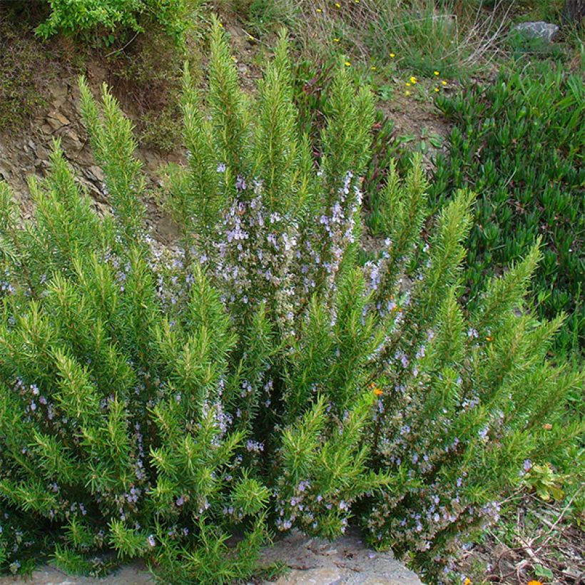 Rosmariini - Rosmarinus officinalis (Kasvutapa)