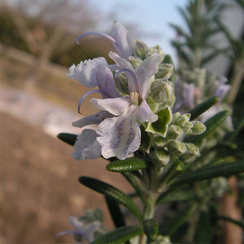 Rosmariini Albiflorus (Kukinta)