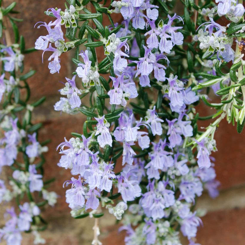 Rosmariini Blue Cascade (Kukinta)