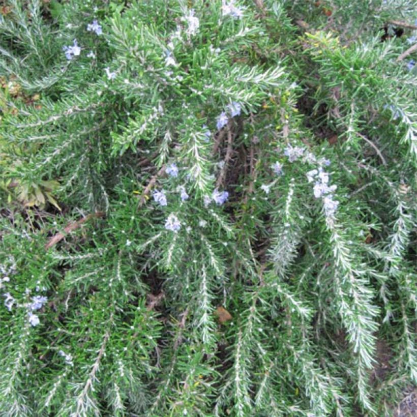 Rosmariini Prostratus (Lehvistö)