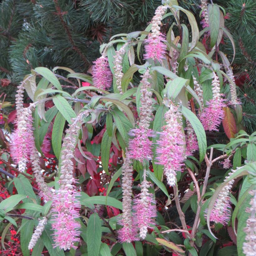 Rostrinucula dependens Happy Cascade (Kukinta)