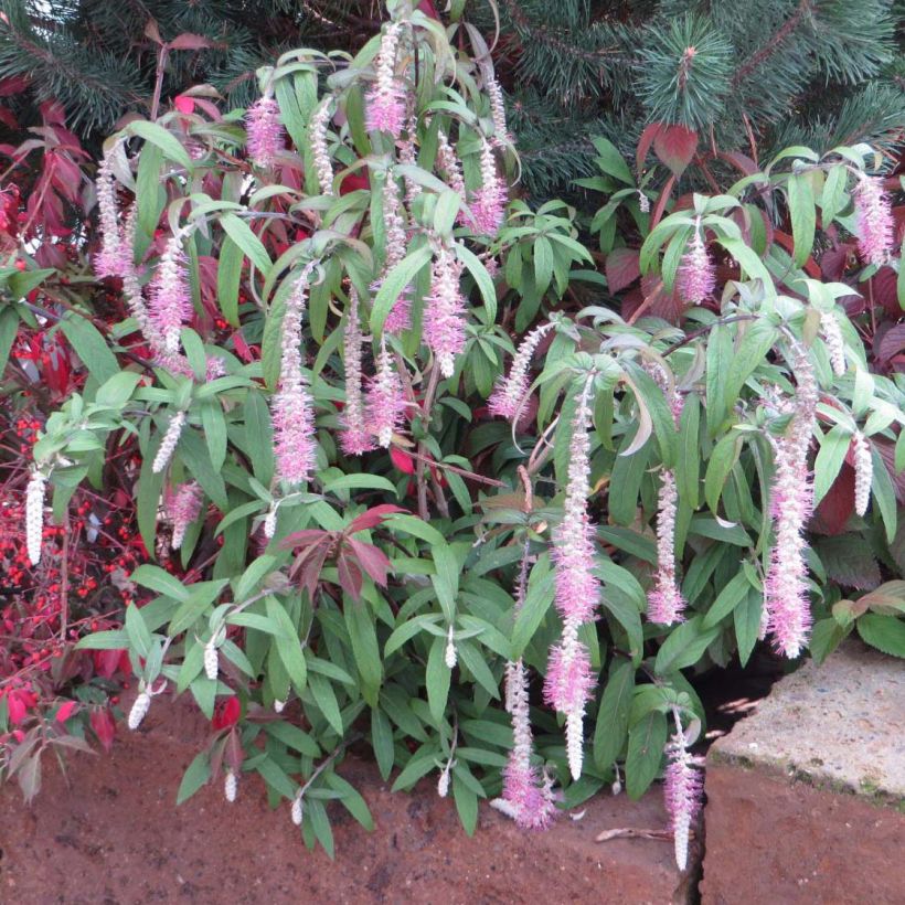Rostrinucula dependens Happy Cascade (Kasvutapa)