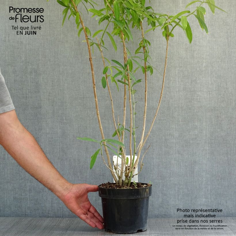 Esimerkki kesällä toimitetusta Rostrinucula dependens Happy Cascade Pot de 3L/4L-taimesta