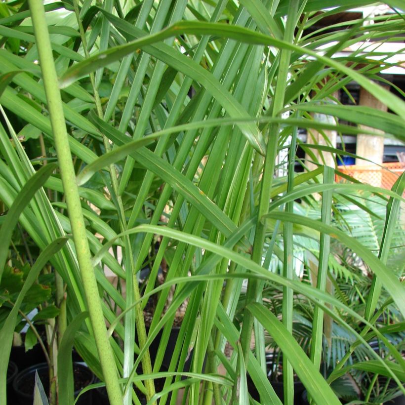 Kuubankuningaspalmu - Roystonea regia (Lehvistö)