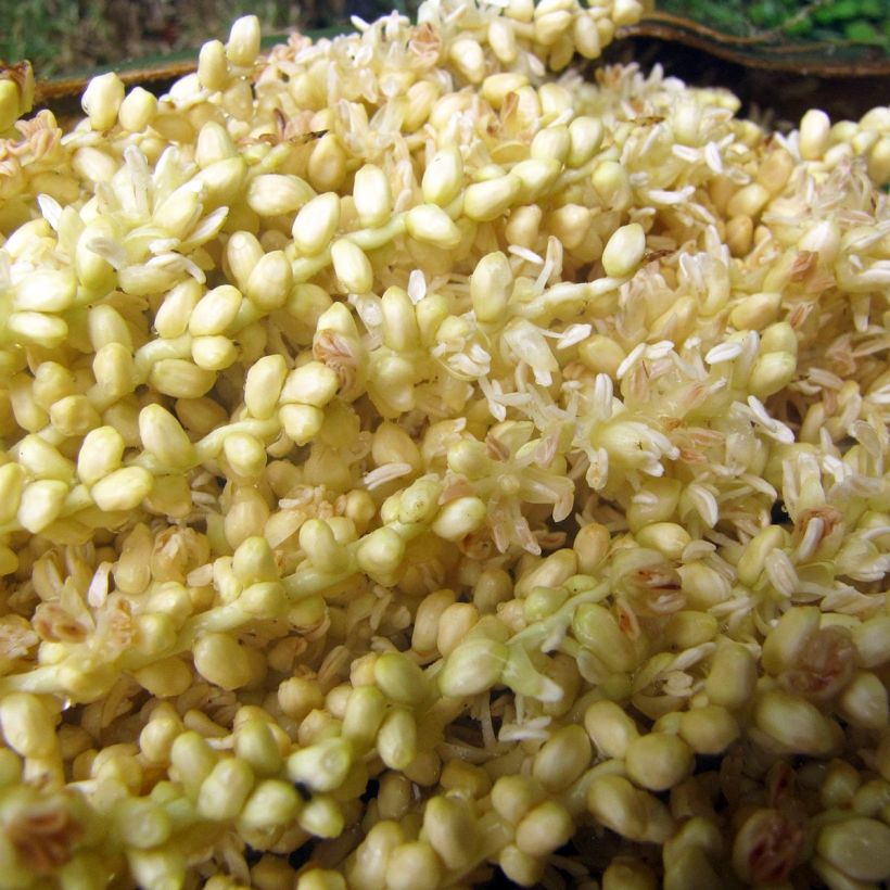 Kuubankuningaspalmu - Roystonea regia (Kukinta)
