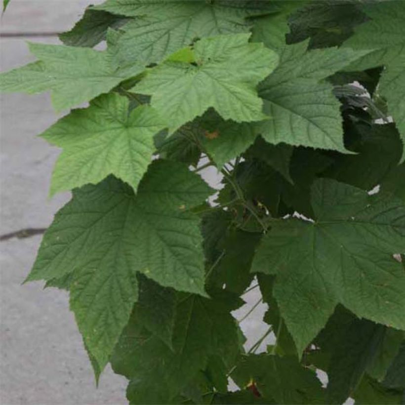 Aitokarhunvatukka Benenden (Foliage)