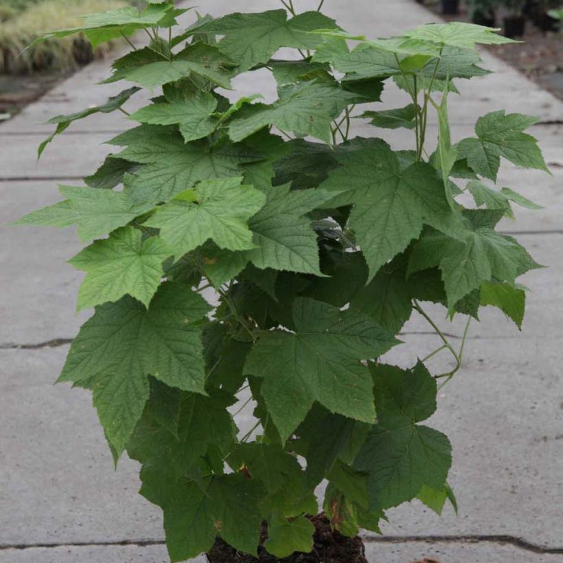 Aitokarhunvatukka Benenden (Plant habit)