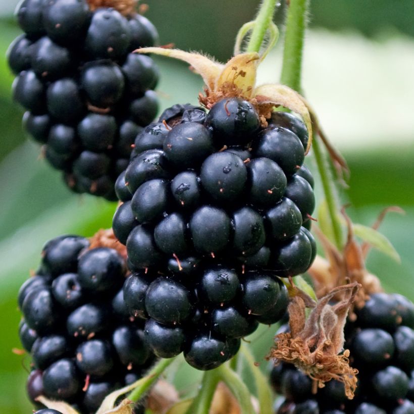 Tarhakarhunvatukka (karhunvadelma) Garden Giant (Sadonkorjuu)