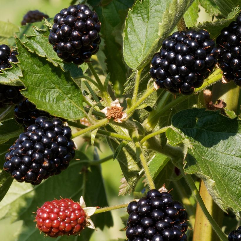 Tarhakarhunvatukka (karhunvadelma) Oregon Thornless (Sadonkorjuu)