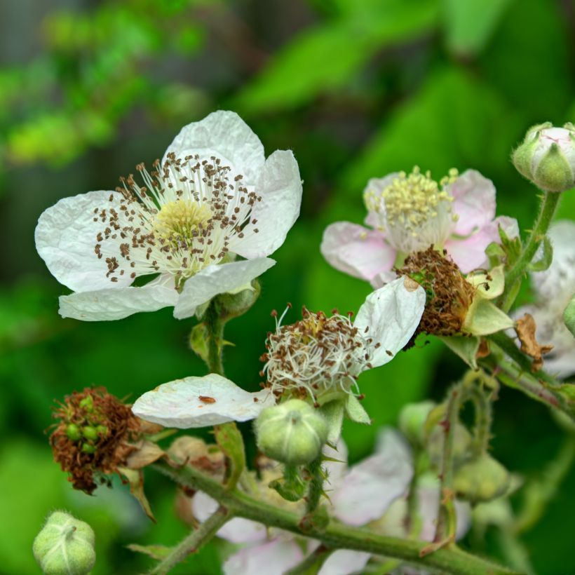 Mûre remontante Reuben (Flowering)
