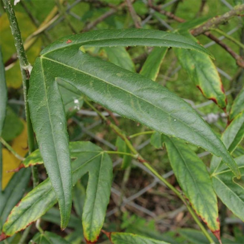 Aitokarhunvatukka bambusarum (Lehvistö)