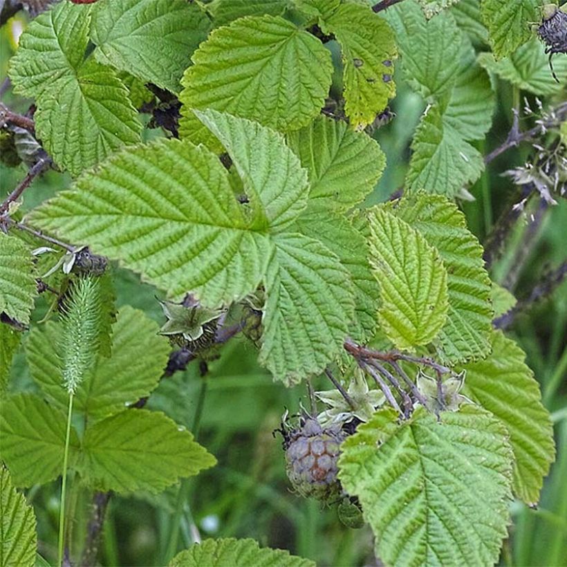 Vadelma Rustica (Lehvistö)