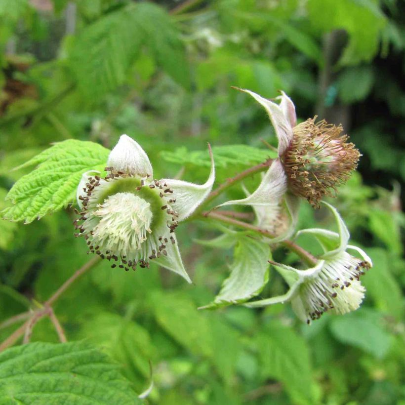 Vadelma Rustica (Kukinta)