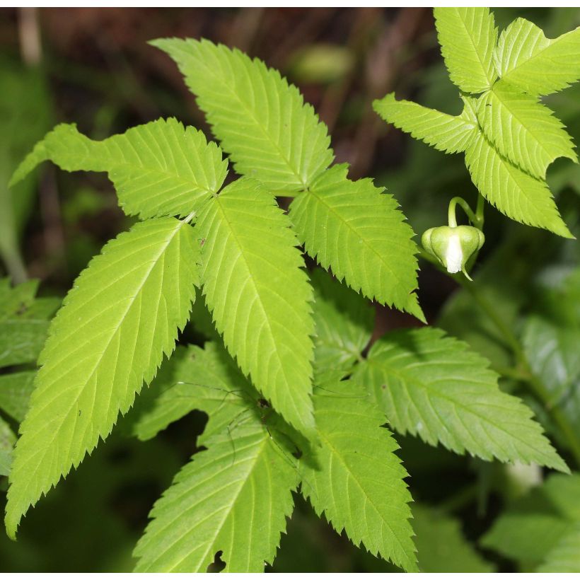 Aitokarhunvatukka - Rubus illecebrosus (Foliage)