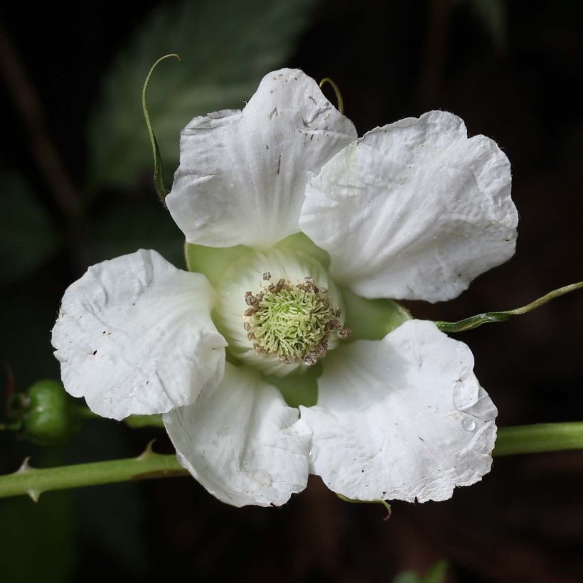 Aitokarhunvatukka - Rubus illecebrosus (Flowering)