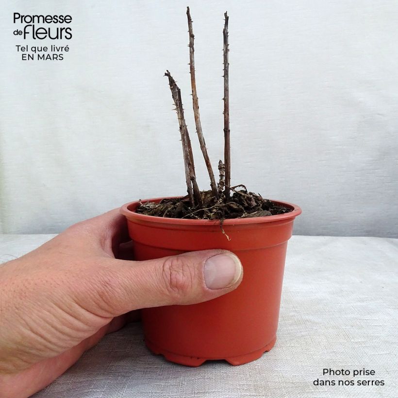 Example of Aitokarhunvatukka - Rubus illecebrosus Godet de 8/9 cm as you get in printemps
