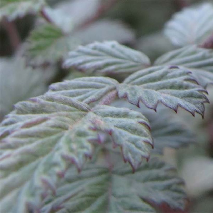 Aitokarhunvatukka Silver Fern (Lehvistö)