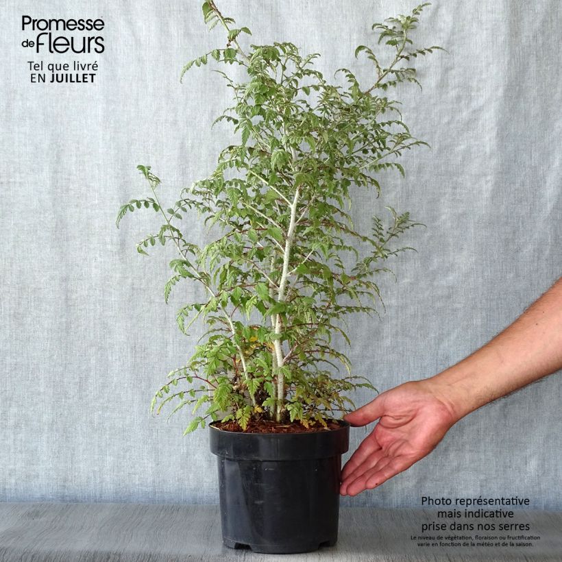 Esimerkki kesällä toimitetusta Aitokarhunvatukka Silver Fern Pot de 3L/4L-taimesta
