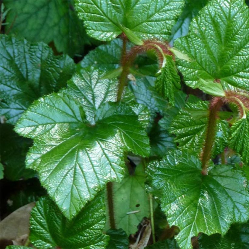 Aitokarhunvatukka - Rubus tricolor (Lehvistö)