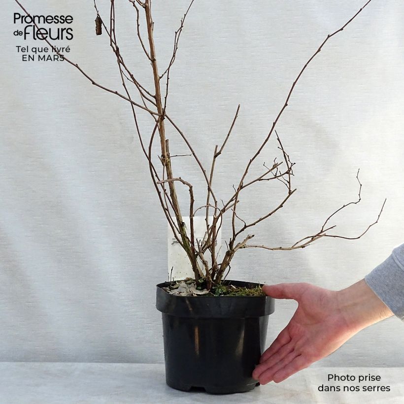 Example of Aitokarhunvatukka Benenden Pot de 3L/4L as you get in printemps