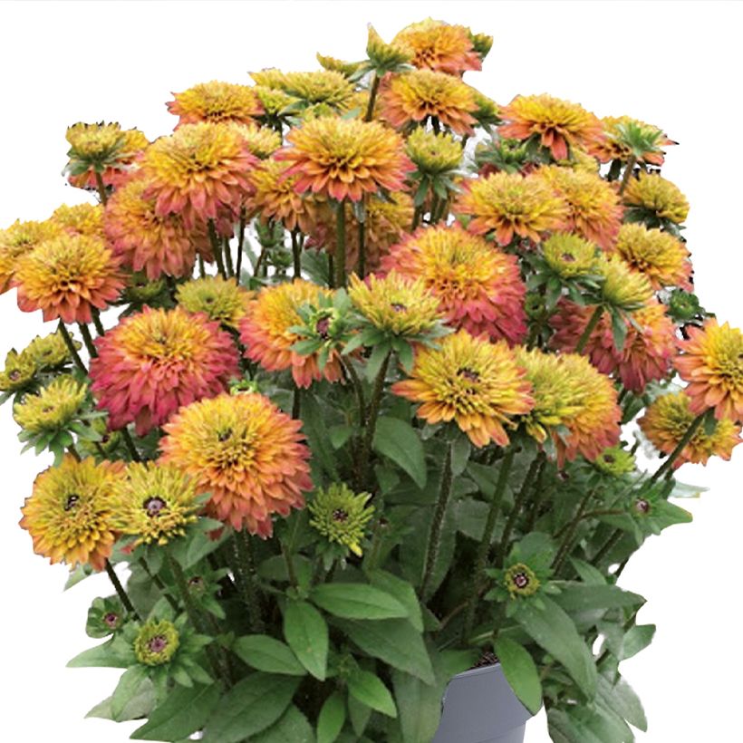Päivänhattu Rudy Double Rose Yellow (Kukinta)