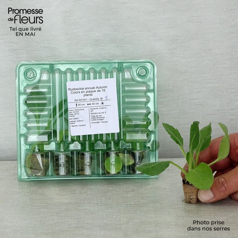 Esimerkki keväällä toimitetusta Päivänhattu Autumn Colors Jardimotte : motte 3,8 cm x 3,2 cm en plaque de culture par 16-taimesta