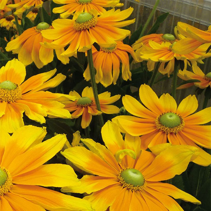 Päivänhattu Prairie Sun (Kukinta)