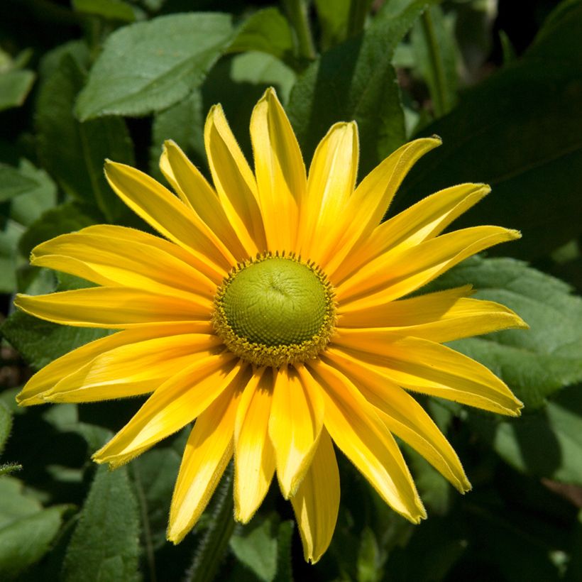 Päivänhattu Prairie Sun (Kasvutapa)